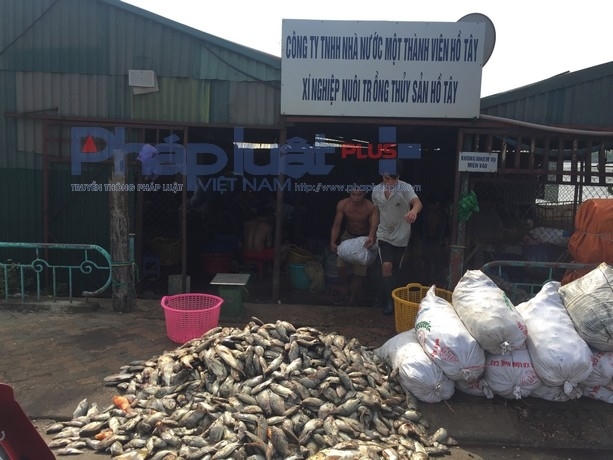 Cá chết được đóng thành bao tải đang chờ mang đi xử lý.