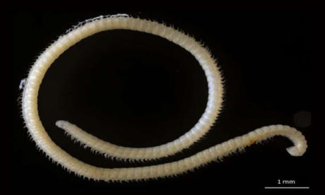 10 lo&agrave;i vật mới được ph&aacute;t hiện trong năm 2017