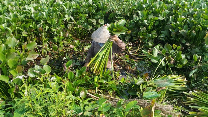 Nghề cắt bèo tây đem lại nguồn thu nhập cho người dân huyện Kim Sơn (Ninh Bình).