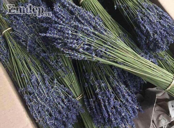 Thị trường hoa ng&agrave;y 20/10: Hoa kh&ocirc; gi&aacute; tiền triệu, kỳ lạ hoa