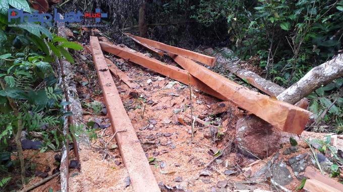 Bắc Kạn: 23 cây gỗ Nghiến bị