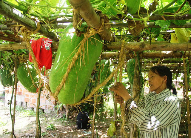 Theo người dân ở Bàu Chánh Trạch, từ tháng 10 đến tháng 11, người dân nơi ở đây ra vườn để làm đất gieo hạt bí. Đến tháng Chạp, người dân làm giàn chắc chắn cho bí leo.