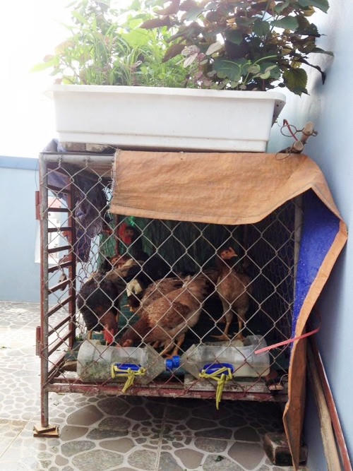 Dù khá bận rộn với công việc kinh doanh nhà hàng, anh Cường - chị Nhung vẫn tranh thủ thời gian tự nuôi gà, trồng rau trên sân thượng