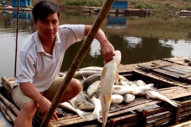 Cá nuôi chết trắng sông Bưởi