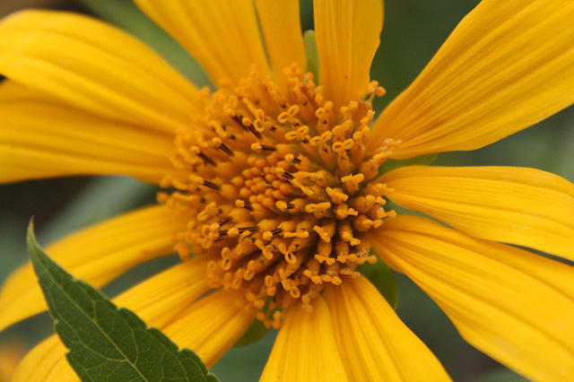 Cùng ngắm nhìn một số hình ảnh ghi lại không khí tại Vườn quốc gia Ba Vì