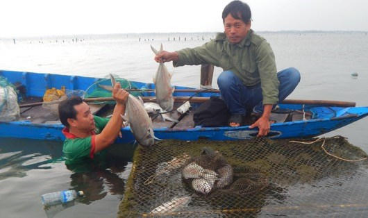 Cá chết hàng loạt ở đầm Lăng Cô đầu tháng 12/2016.