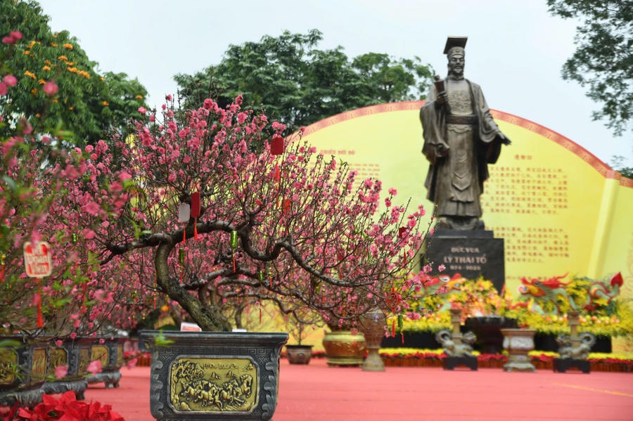 Những gốc đào quý được chọn lựa kỹ càng