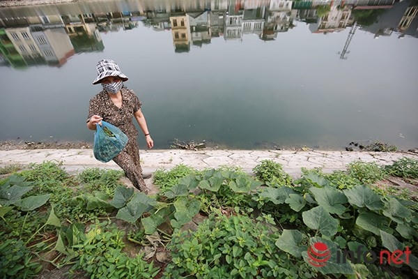 Thời gian gần đây, thay vì mua rau ngoài chợ, nhiều người dân Thủ đô đã chọn cách tự trồng rau để sử dụng.