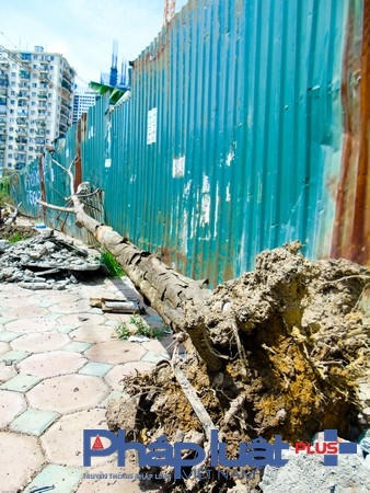 Một cây chết khô đã được nhổ bỏ như vẫn nằm ngổn ngang chưa được thu gom.
