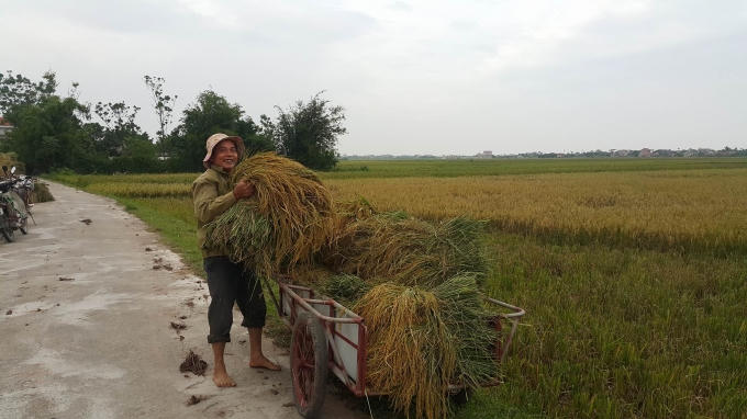 Dù vất vả gặt lúa chạy bão nhưng nụ cười vẫn xuất hiện.
