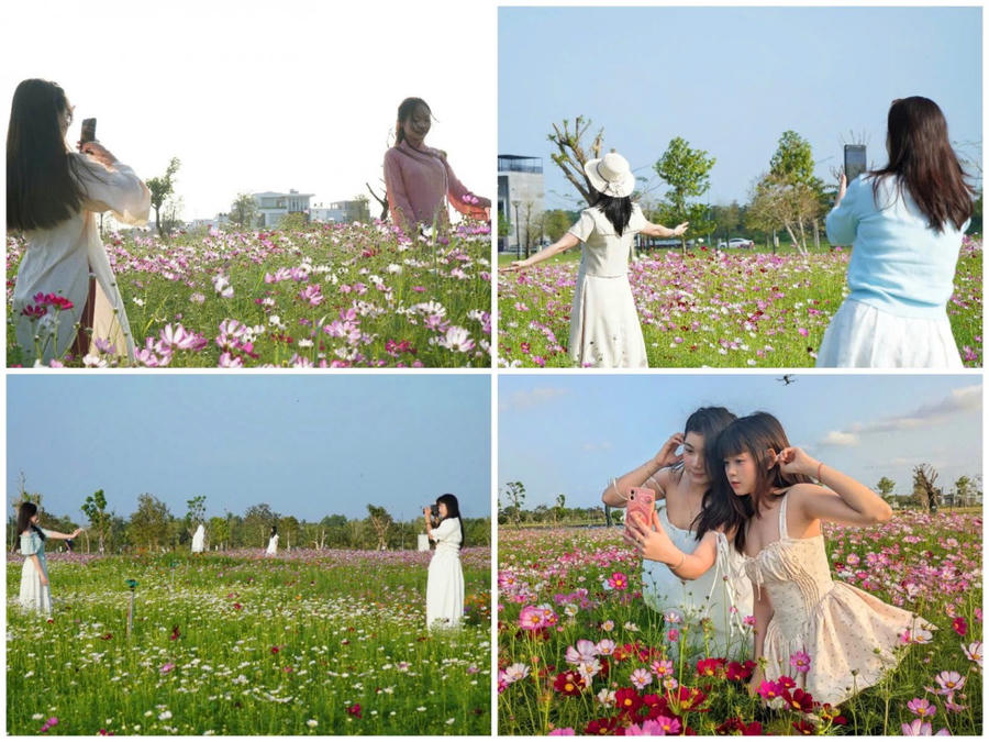 Công nhân tất bật chăm sóc, tưới nước vườn hoa sao nhái để phục vụ nhu cầu tham quan của du khách.