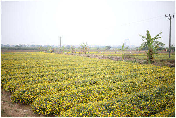 Cách Hà Nội khoảng 30 km, đi qua cầu Vĩnh Tuy đến Quốc lộ 5, tới thị trấn Như Quỳnh, rẽ chợ Như Quỳnh, Văn Lâm khoảng 2 km là tới cánh đồng hoa cúc thôn Nghĩa Trai.