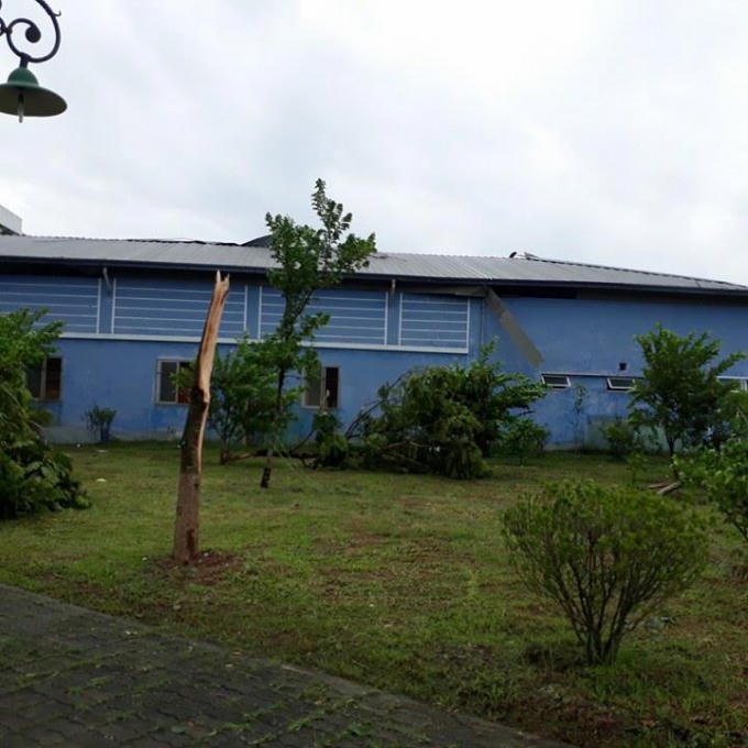 Cây bị gió cuốn mất ngọn.