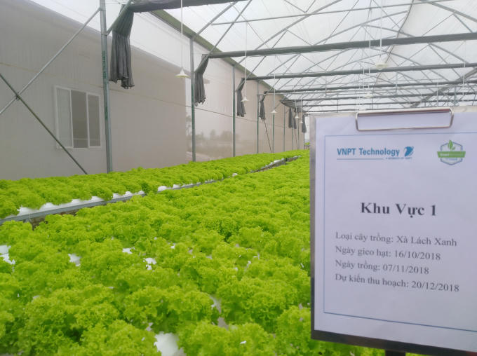 Khu vực trồng xà lách xanh bằng phương pháp thủy canh