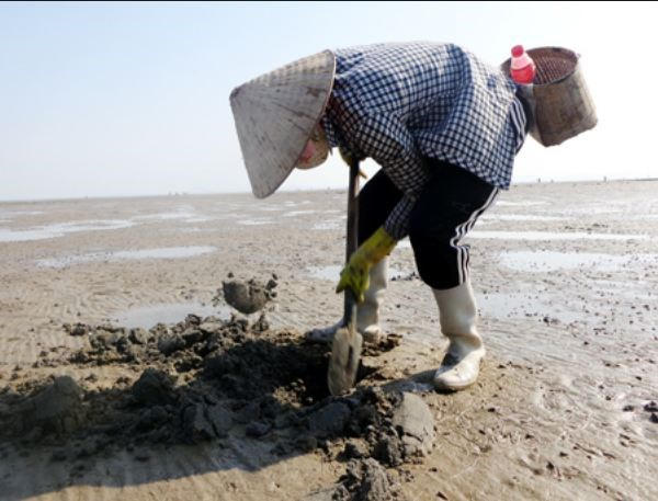 Nón đội đầu, khăn quấn che kín mặt với dụng cụ chỉ là một chiếc mai dùng để đào cát. Một chai nước để uống và một chiếc giỏ để đựng sá sùng, người dân săn sá sùng có thể kiếm tiền triệu mỗi ngày. Ảnh: Baoquangninh.