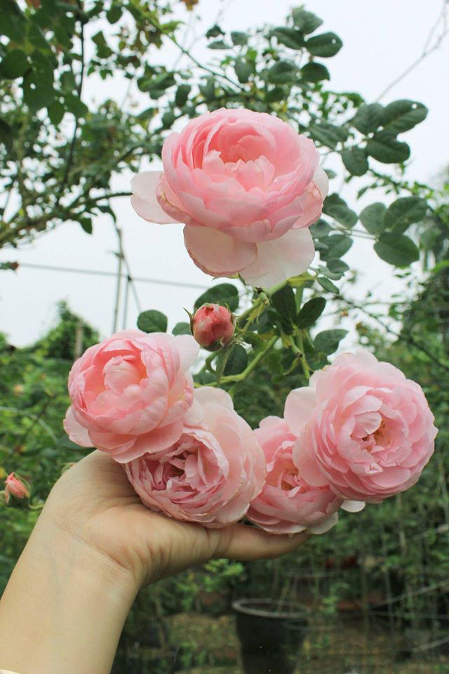 Năm 2014, ông Hùng đầu tư thuê 4 hecta đất tại Tam Hiệp - Thanh Trì – Hà Nội để trồng và sưu tập các loại cây cảnh quý hiếm trong đó dành một phần để trưng bày và nhân giống các loại hoa hồng quý hiếm.