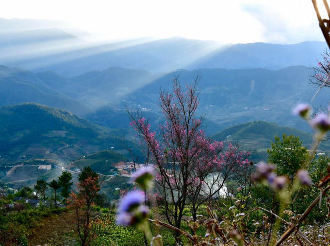 Người Mông thường có câu "Làm mùa xem hoa Tớ Dày/ Xây lứa đôi xem bàn tay" để nói đến vai trò của loài hoa này đối với đời sống của người Mông.