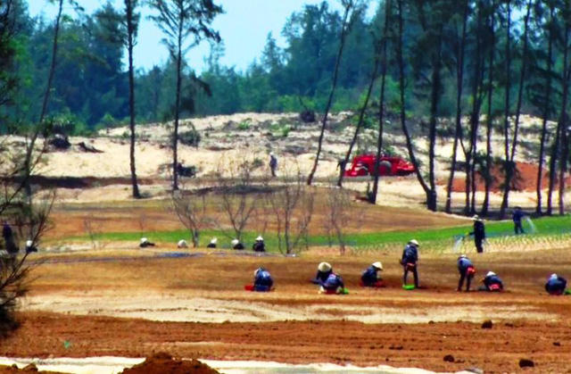 Hàng chục công nhân được công thuê để phục vụ riêng cho việc trồng cỏ sân golf.