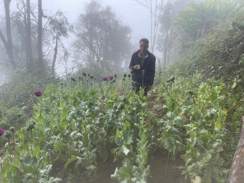 Phàn A Đánh và vườn cây thuốc phiện trong rừng sâu. (Ảnh: Công an Lai Châu).