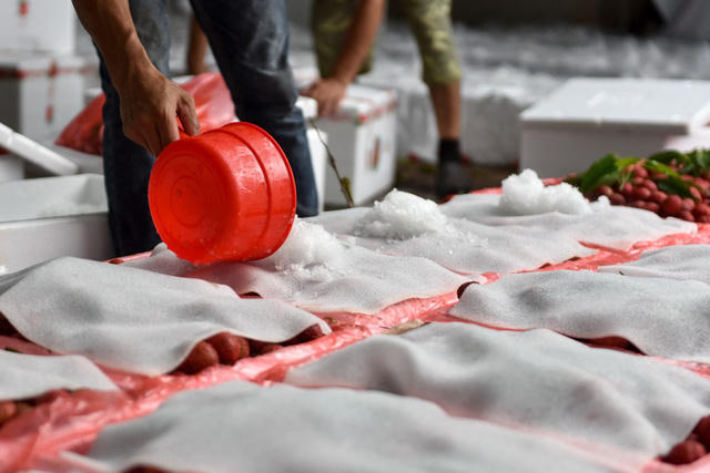 Đ&aacute; được rải l&ecirc;n tr&ecirc;n mặt th&ugrave;ng xốp trước khi đ&oacute;ng nắp.