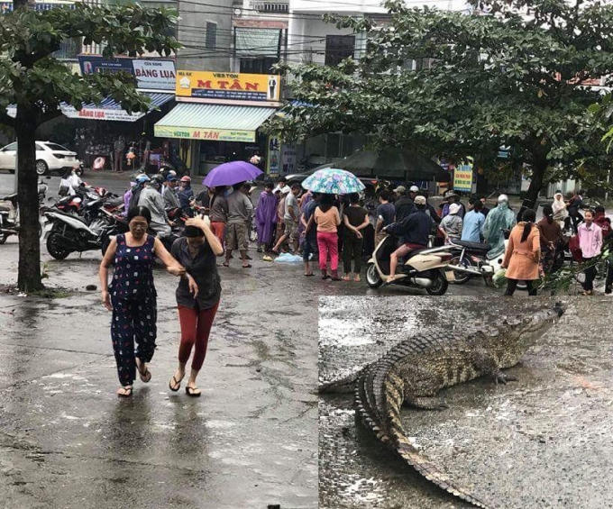 Người dân sống quanh khu vực chợ Túy Loan tò mò khi thấy chú cá sấu (ảnh nhỏ) vẫn còn sống bị bịt chặt miệng được bán trong chợ.