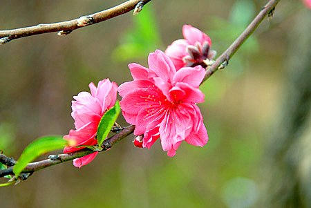 Đề xuất nghỉ Tết Mậu Tuất sẽ gồm 7 ngày, trong đó nghỉ trước Tết 2 ngày và sau Tết 5 ngày.