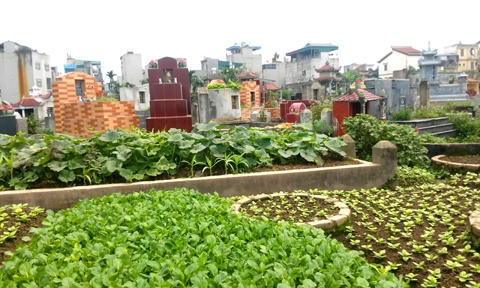 Rau xanh đủ loại trồng xen kẽ c&aacute;c ng&ocirc;i mộ.