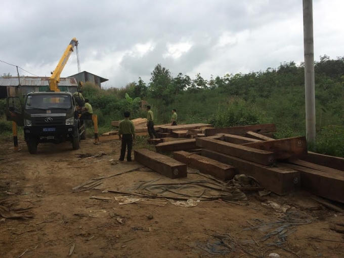 Gỗ quý và to chứng tỏ khai thác trong các khu rừng ở xa chuyển về.