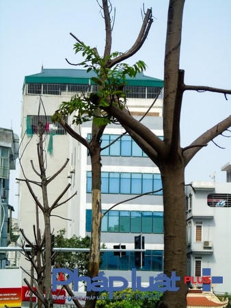 Cả tuyến phố chỉ còn sót lại một cây xanh lá.