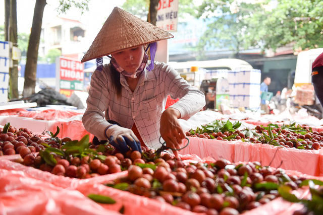 Vải được cắt bỏ những quả hỏng, lép, sau đó được đóng thùng chờ chuyển đi tiêu thụ.