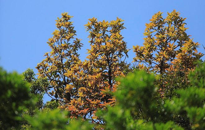 Sau khoảng mươi ng&agrave;y, những c&agrave;nh lộc non sẽ chuyển th&agrave;nh m&agrave;u xanh ngắt, trước khi h&ograve;a v&agrave;o m&agrave;u của rừng gi&agrave;. Cả v&ugrave;ng Đ&agrave; Nẵng k&eacute;o d&agrave;i đến Hội An (Quảng Nam) chỉ c&oacute; b&aacute;n đảo Sơn Tr&agrave; được coi l&agrave; nơi đa dạng sinh học. Đ&acirc;y l&agrave; t&uacute;i chứa nước ngọt cung cấp cho th&agrave;nh phố v&agrave; hệ nước ngầm to&agrave;n bộ Đ&agrave; Nẵng.