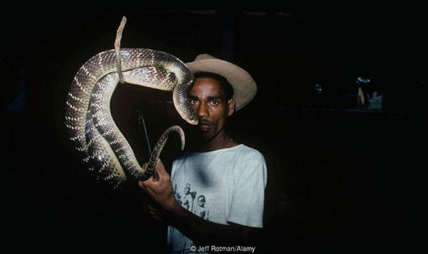 Tuyệt kỹ bắt rắn v&agrave; chiết nọc của người Irula, Ấn Độ.