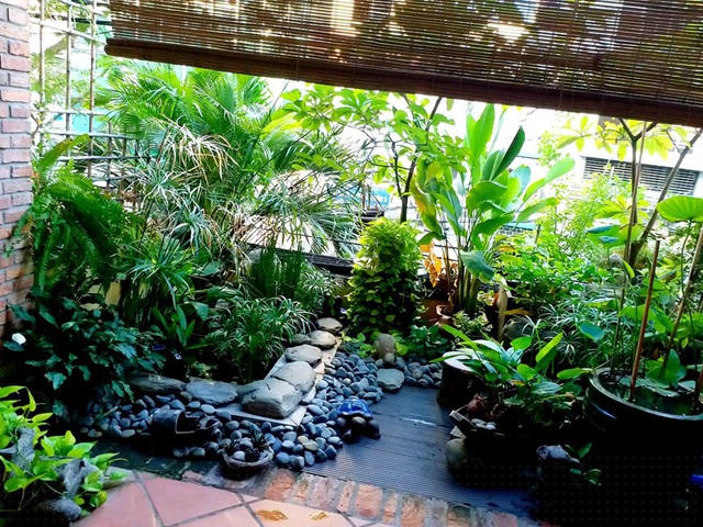 Bắt đầu làm vườn sân thượng từ năm 2016, sau 4 năm đến nay khu vườn của gia đình anh đã xanh tốt với đủ loại. Nhiều loại cây ăn quả cho trái trĩu trịt như: khế, ổi, lựu, hồng xiêm, táo thái, dâu tằm, đu đủ, mận An Phước...