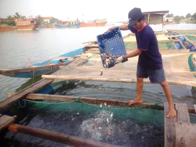 Nhiều hộ dân mất trắng khi cá chết hàng loạt.