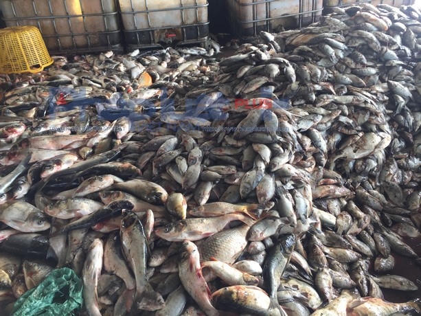 Cá chết trắng được công nhân Xí nghiệp nuôi trồng thuỷ sản Hồ Tây vớt từ mặt nước.