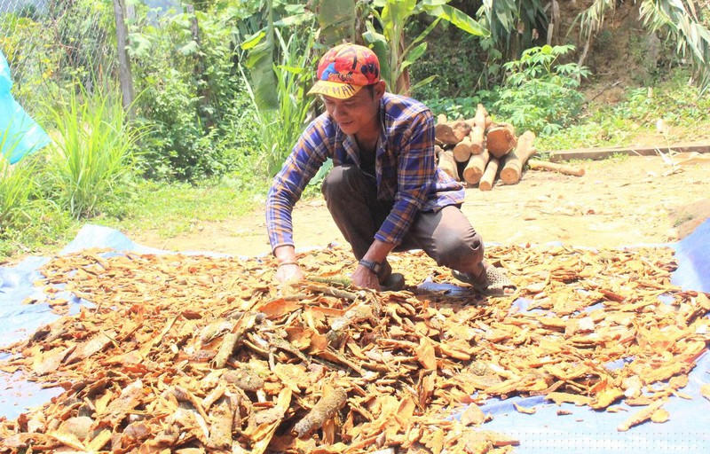 Anh Thà chia sẻ niềm vui thu hoạch vụ quế.