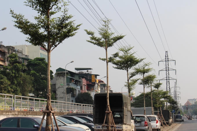 Hàng trăm cây xanh sừng sững "mọc" ngay dưới hành lang đường điện cao thế 110Kv gây mất an toàn.