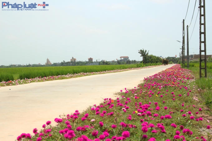 Con đường hoa đẹp nhất huyện Hải Hậu nằm ở xã Hải Quang.