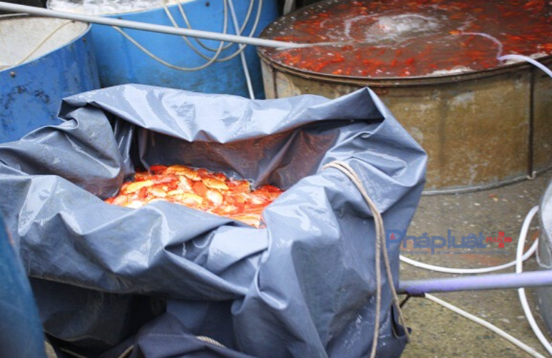 Sau khi nhập vể, cá được cho vào thùng, hoặc bể chứa nước có máy cung cấp ôxy liên tục để cá được khoẻ.