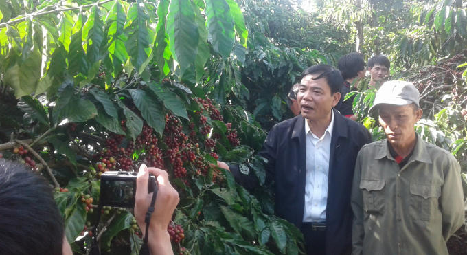 Bộ trưởng Bộ NN&PTNT thăm vườn cà phê sai trĩu quả của gia đình ông Tĩnh.