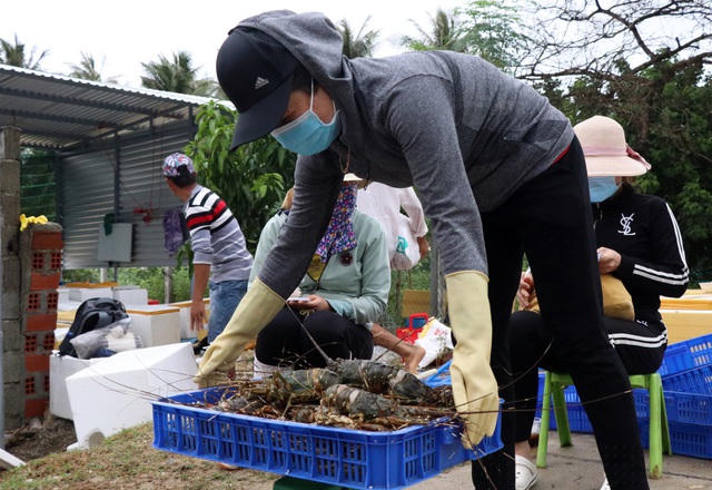 Tôm hùm chết (không có mùi hôi) được bán với giá trên dưới 200.000 đồng/kg