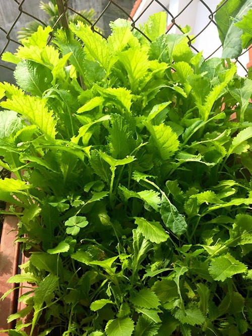 Gia đình chị ưa thích các loại cải khác nhau...