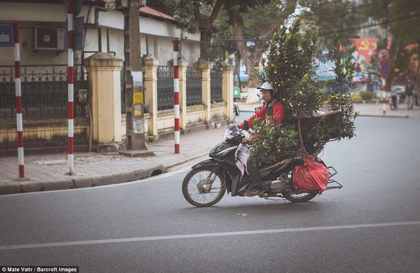 Đến Hà Nội vào một ngày tháng Giêng, nhiếp ảnh gia Mate Valtr đã có cơ hội tận hưởng bầu không khí tấp nập chuẩn bị cho Tết Nguyên Đán. Những chậu quất được chở dồn dập trên đường như hòa mình vào không khí mùa xuân sắp sang.