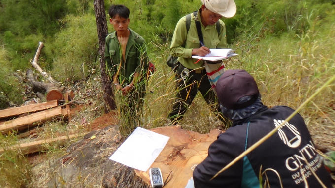 Lực lượng chức năng đang kiểm đếm và lập biên bản các gốc gỗ hương trong vụ án.