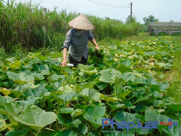 Áp dụng tiêu chuẩn PGS vào sản xuất rau hữu cơ. (Ảnh: Hà Đương).