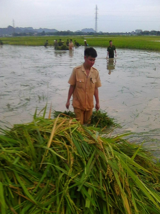 Ninh B&igrave;nh: CSGT, C&ocirc;ng an 2 huyện được huy động gi&uacute;p d&acirc;n gặt l&uacute;a chạy lũ