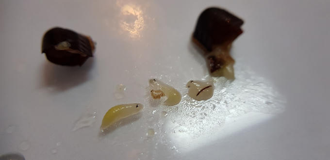 Dị vật giống giòi được phát hiện trong trà GongCha.