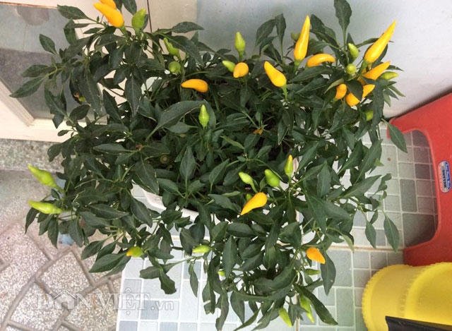 Ở một góc sân thượng là cây ớt.
