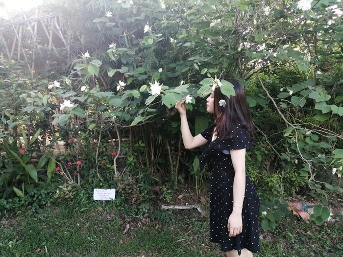 Trăm gốc tường vi đua nhau khoe sắc tại Tam Hiệp - Hà Nội - Hình 10