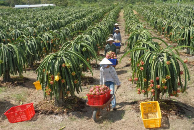 Thanh long VN đã được xuất sang Úc Ảnh: Gia Khiêm